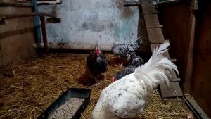 Молодая семья Пушкинской породы кур, яйценоскость в зимние время!!