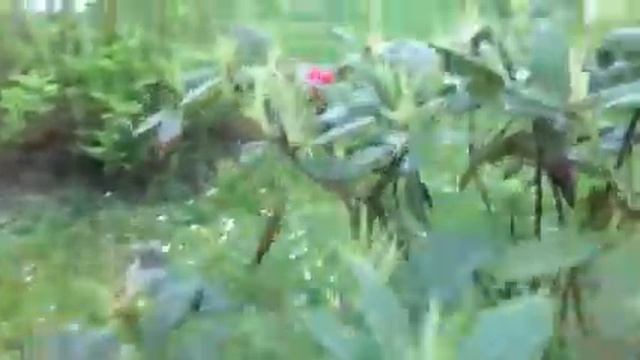 Посадка голубики весной.Сорт Блюкроп и Патриот. смотреть онлайн