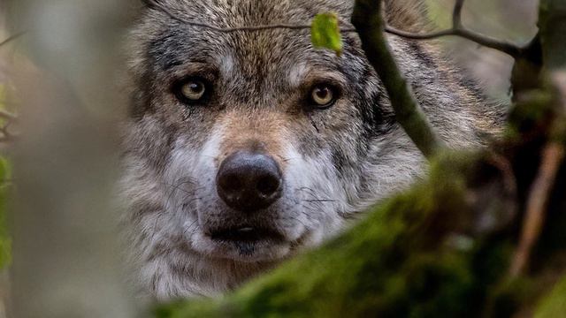 Волчица пускала слезу перед человеком, всё потому что... смотреть онлайн