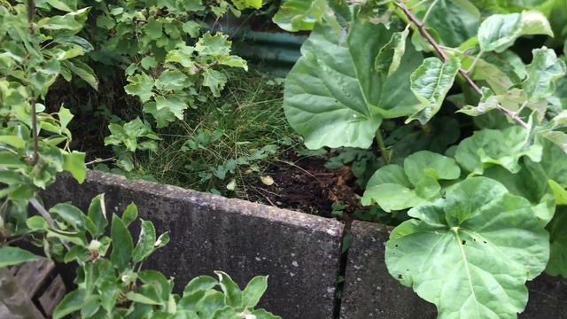 July Allotment Full Plot Tour - Nick's Allotment Diary #172 смотреть онлайн