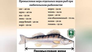 Нормативно-правовые аспекты рыболовства. Что можно, а что нельзя рыбаку. Нереальные штрафы за рыбу