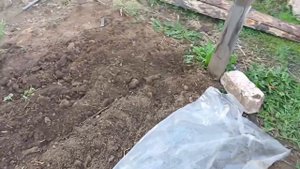 выращивание арбуза от а до я