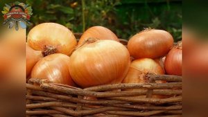 НЕ ОШПАРИВАЙТЕ ЛУК КИПЯТКОМ! А поместите его под проточную теплую воду!