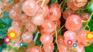 Смородина красная Розовая Смольянинова. Краткий обзор, описание ribes rubrum Rozovaya Smoliyaninova