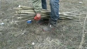 Как заготавливать лозу для изготовления плетеной мебели.