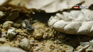 #ВВС  Мир Животных