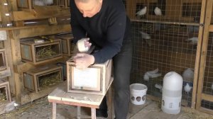 20.03.2024  Как парую, веду отбор и делаю гнёзда для голубей за 5 минут