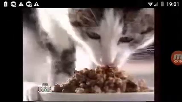 Реклама Whiskas (1996 год) смотреть онлайн
