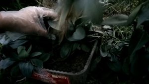 ЭУСТОМА!!! ПЕРЕСАДКА НА ЗИМУ // ДВУХЛЕТНЯЯ ЭУСТОМА!!!!!!