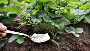 Все спрашивают чем я подкармливаю клубнику осенью в сентябре октябре что у меня море ягод!?