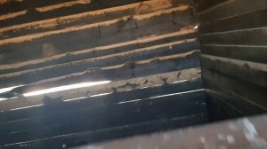 КУПИЛИ ПОРОСЯТ ПОРОДЫ КАРМАЛ/ЧЕМ КОРМЛЮ СВИНЕЙ