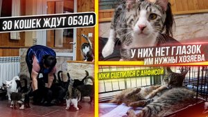 Драка котят в стационаре. Слепой котенок очень нуждается в ласке и заботе. 30 Кошек ждут свой Обэд
