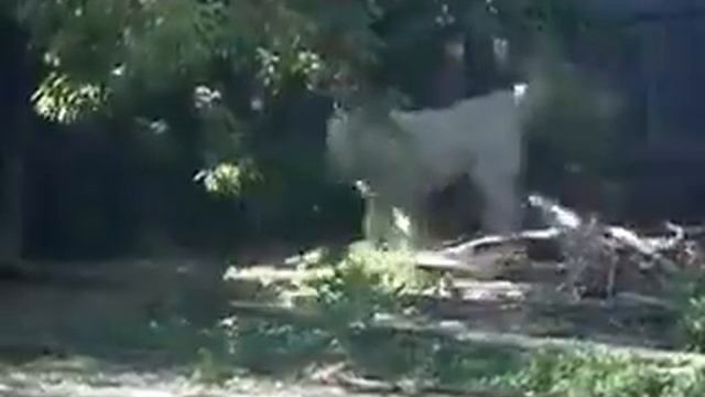 Эль-Хатталь (Толик) 16 мая 2012 года смотреть онлайн