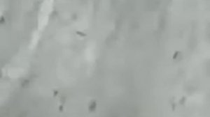 Учебные фильмы по биологии. Риккетсии