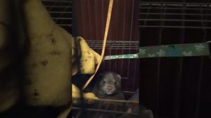 Норка домашняя.