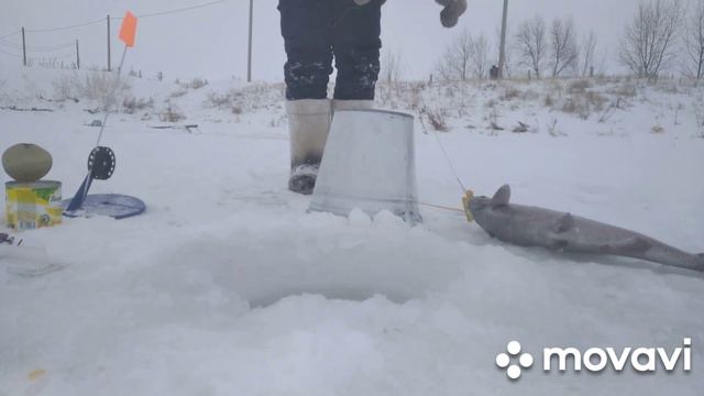 Ловля Форели Зимой На Кукурузу.