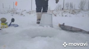 Ловля Форели Зимой На Кукурузу.