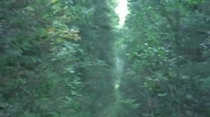 Прогулки по дну пермского моря