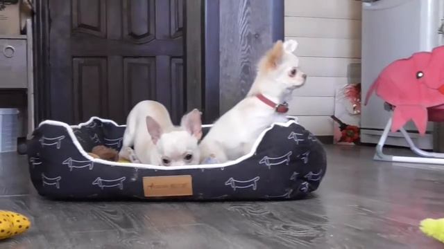 Стандартные девочки чихуахуа смотреть онлайн