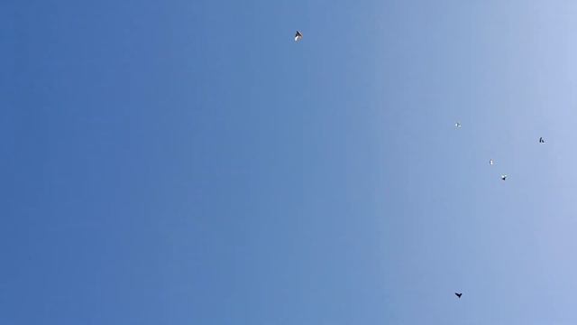 хорошей погоды рады и голуби не только люди. смотреть онлайн