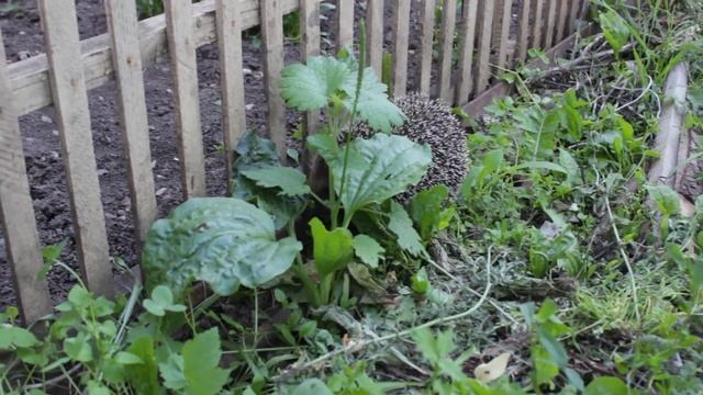 Ёжик #Ёжик #ежи #hedgehog смотреть онлайн