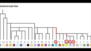 Происхождение современного человека (Генетика 1)