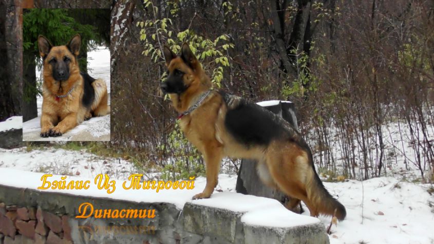 Бэйлис. Тренировки по защите