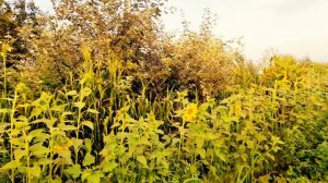 Успокаивающие видео с красивой мелодией и природными пейзажами.