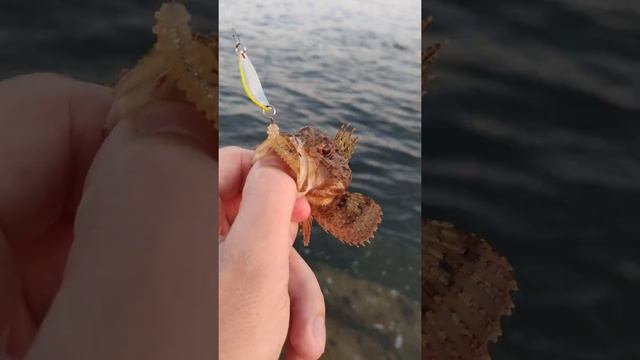 Вышел по ловить в море с берега. Архипо-Осиповка 1 августа смотреть онлайн