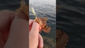 Вышел по ловить в море с берега. Архипо-Осиповка 1 августа