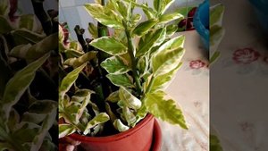 #050 Уход за Педилантусом, результат обрезки, черенкование