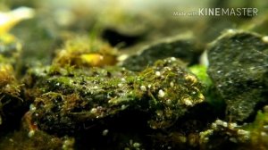 Остракоды или ракообразные микроскопических размеров в аквариуме / микромир/An unknown animal in an