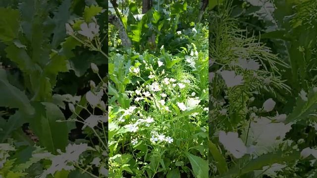 Гипсофила. Gypsophila. #цветение гипсофилы#любящая известь#семейство гвоздичные#