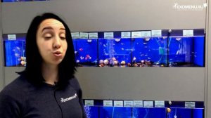 Аквариумные рыбки. Неоны.