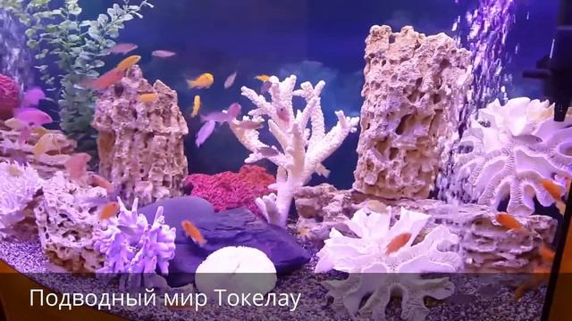 Псевдоморе. Подводный мир Токелау
