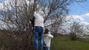 Поймали три огромных роя пчёл