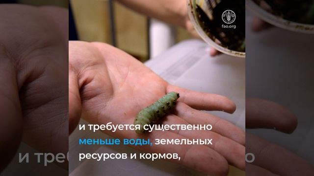 Три причины для включения съедобных насекомых в наш рацион питания смотреть онлайн