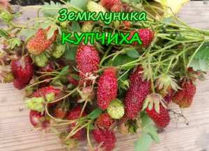 Земклуника КУПЧИХА.