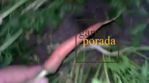 Что делать, если летом морковь в земле становится вялой