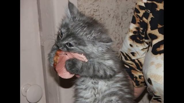 Самые смешные говорящие коты 2019 - Смешные кошки МатроскинТВ смотреть онлайн