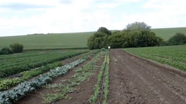 Сорняки. Борьба с сорняками на огороде.. Мульча (черная пленка) + междурядная обработка мотоблоком.