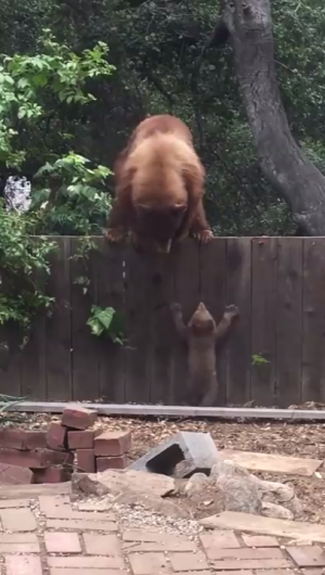 Медвежонок пытается перелезть через забор к маме