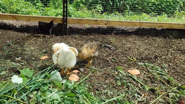 Подготовка металла. Первая жимолость / Купили дом в деревне смотреть онлайн