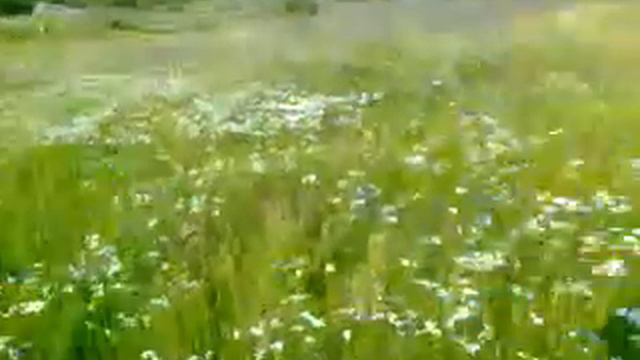 лето,луг в моей деревне смотреть онлайн