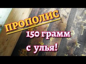 Сбор прополиса.