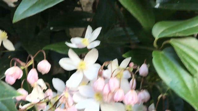 Clématite "Clematis armandii Apple Blossom' La fragrance vanillée de l'oeillet sublimée. смотреть онлайн