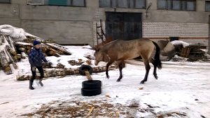 Обучение Дарчи. 23 выпуск. Преодоление препятствия и продолжение испанского шага.