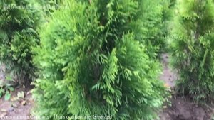 4часть/ Хвойные - любимые зелёные друзья. Туи: Смарагт, Брабант, Колумна