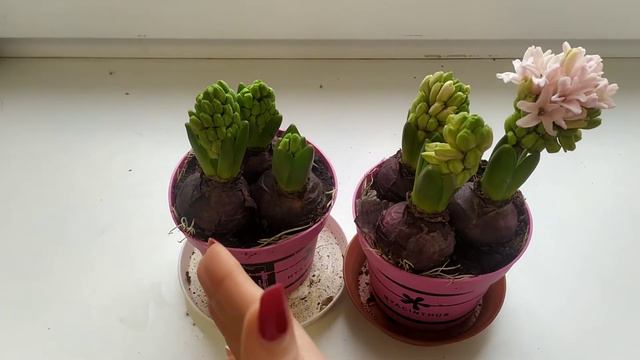 Видео отзыв по растениям, компании IMAGINE PEOPLE смотреть онлайн