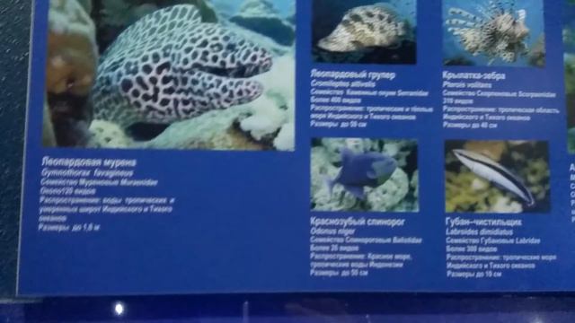 Музей мирового океана ч3 смотреть онлайн